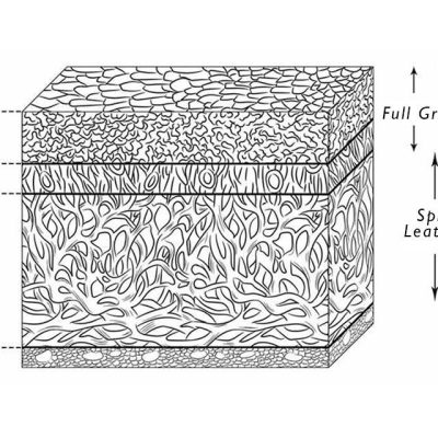 Split Grain